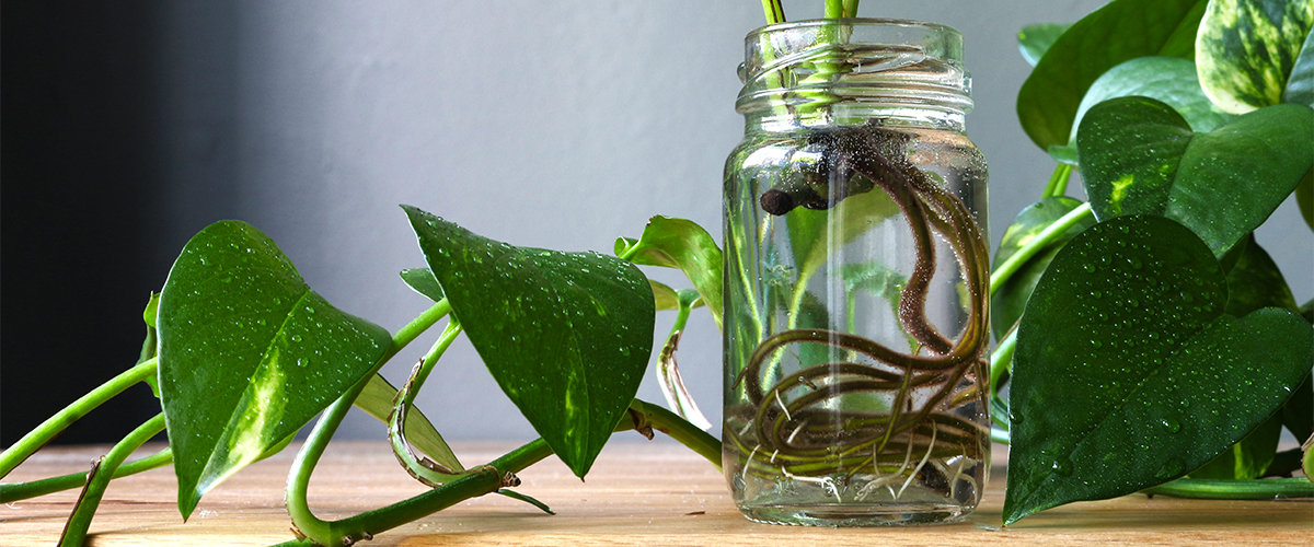 Plant propagating in mason jar